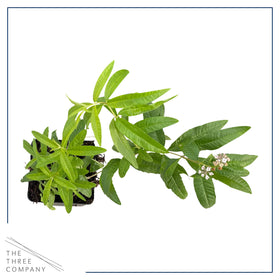 The Three Company lemon verbena leaves closeup shows vibrant foliage and aroma