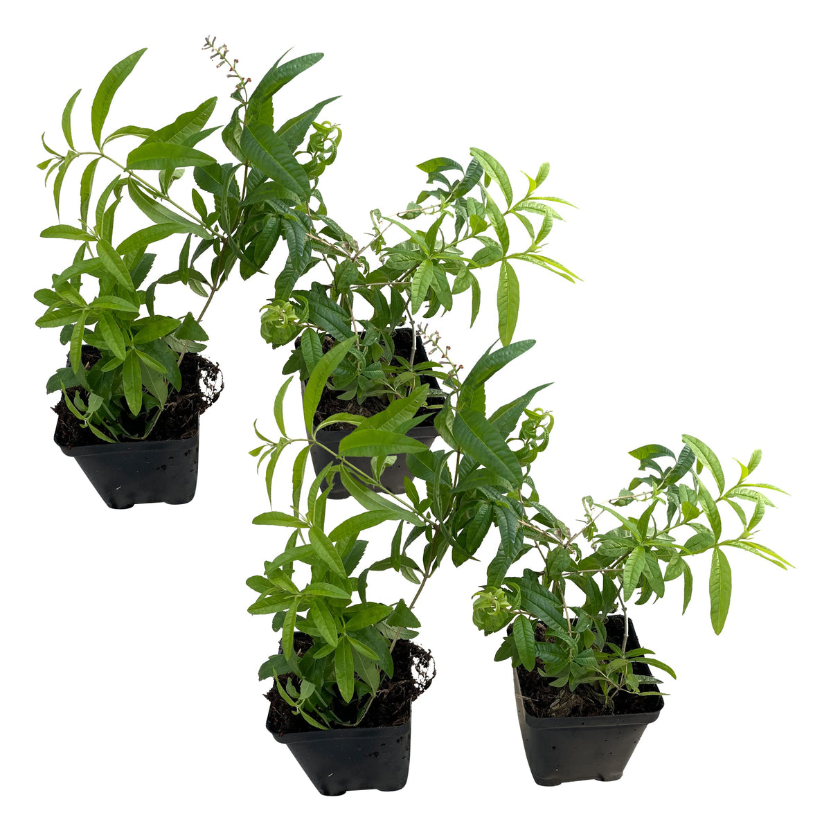 The Three Company lemon verbena live plant back view with bright garden fragrance