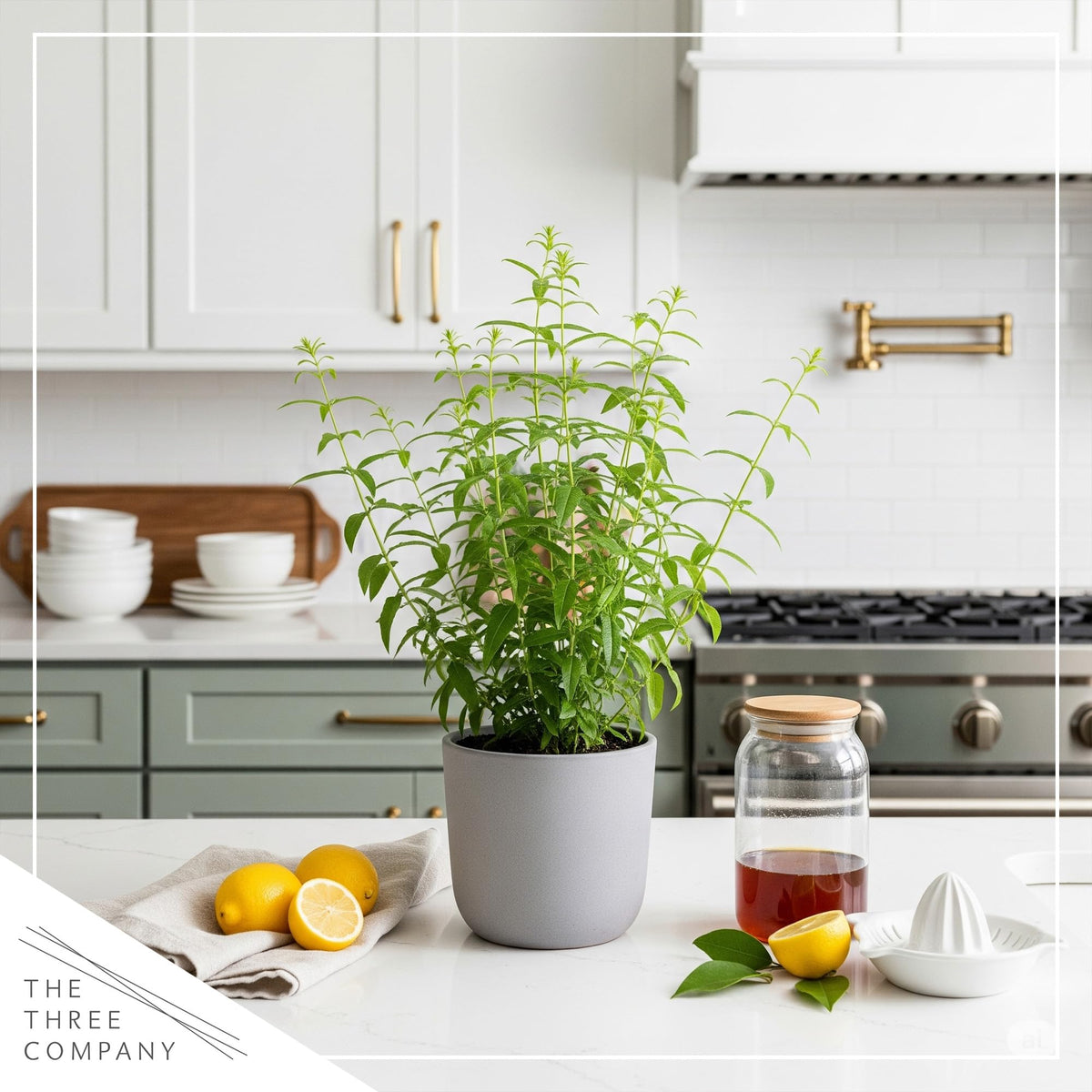 The Three Company lemon verbena spring setting highlights versatile growth