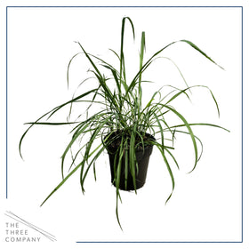 The Three Company lemongrass leaves close-up highlighting fragrance and natural pest-deterrent appeal.