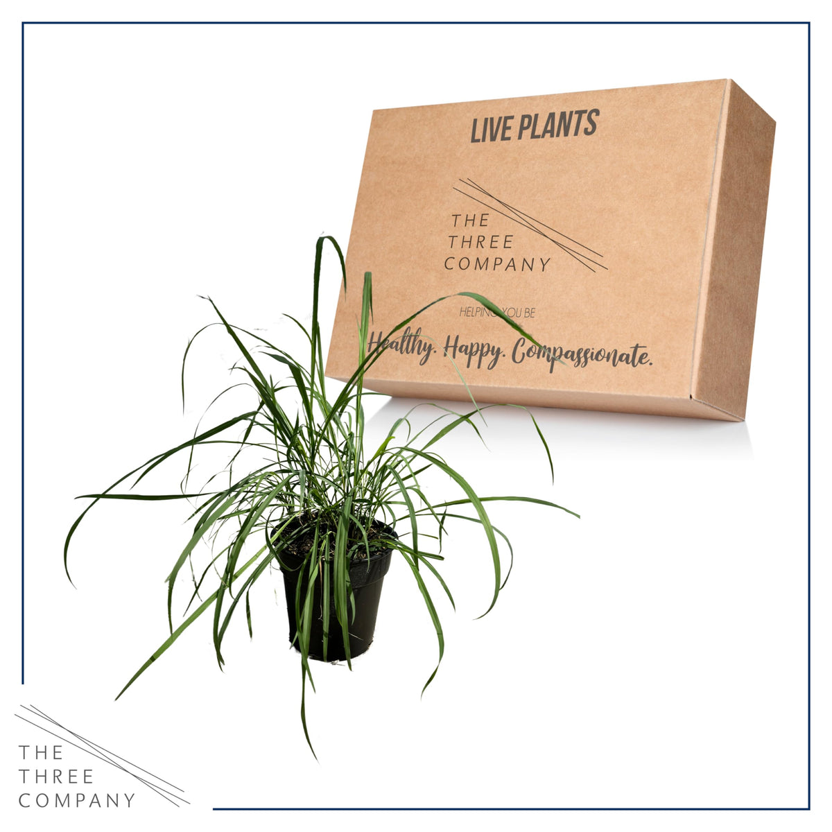 The Three Company lemongrass pest-repellent visual emphasizes outdoor pest-deterrent potential.