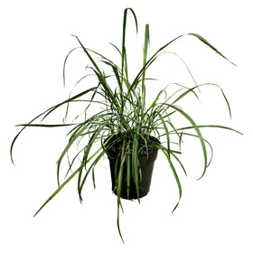 The Three Company lemongrass plant in pot ready for home cooking and fresh aroma.