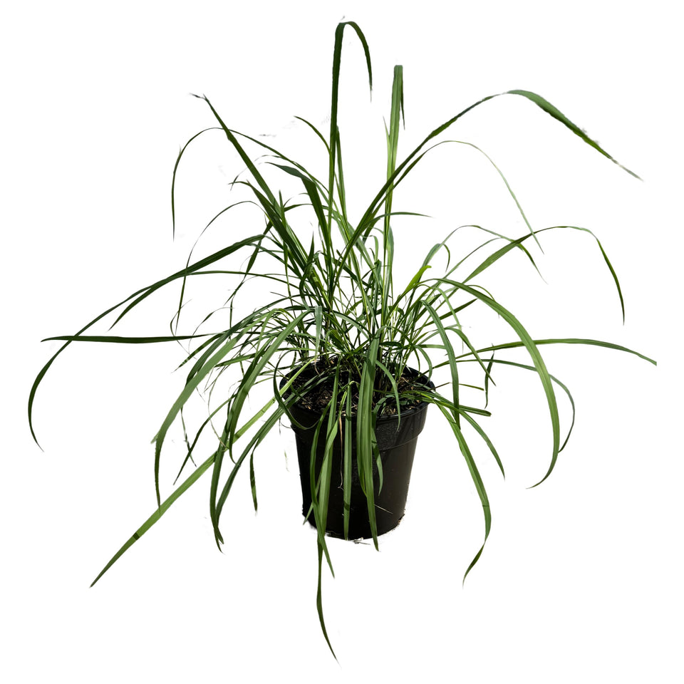 The Three Company lemongrass plant in pot ready for home cooking and fresh aroma.