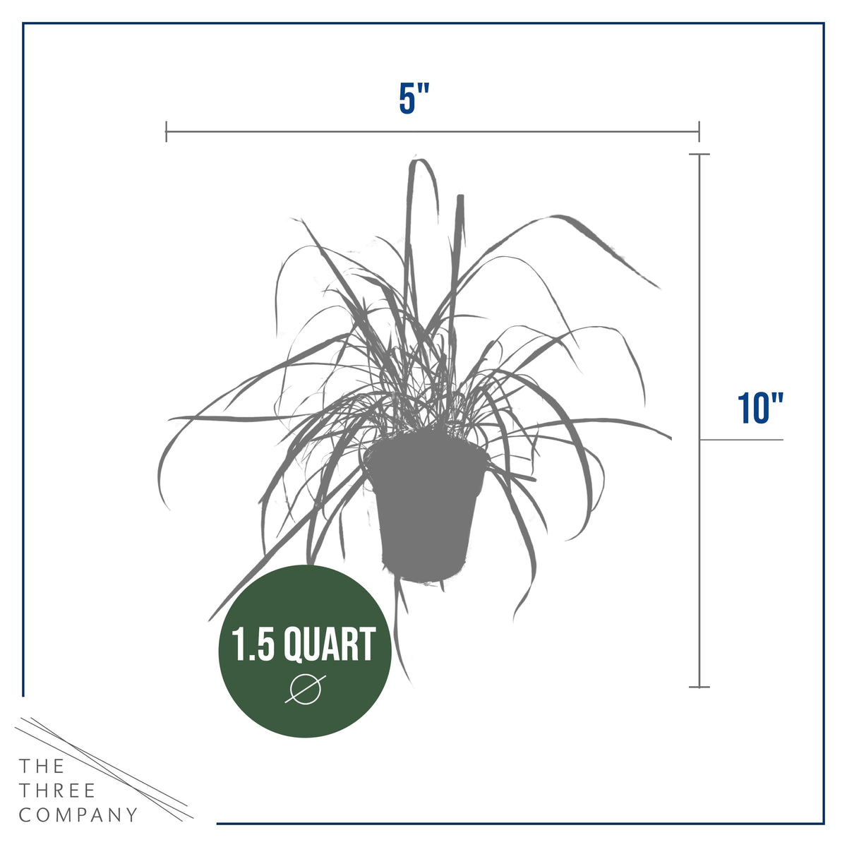 The Three Company lemongrass plant in indoor kitchen ready to boost meals with fresh herbs.