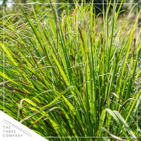 The Three Company lemongrass in outdoor garden shows vibrant foliage and growth potential.