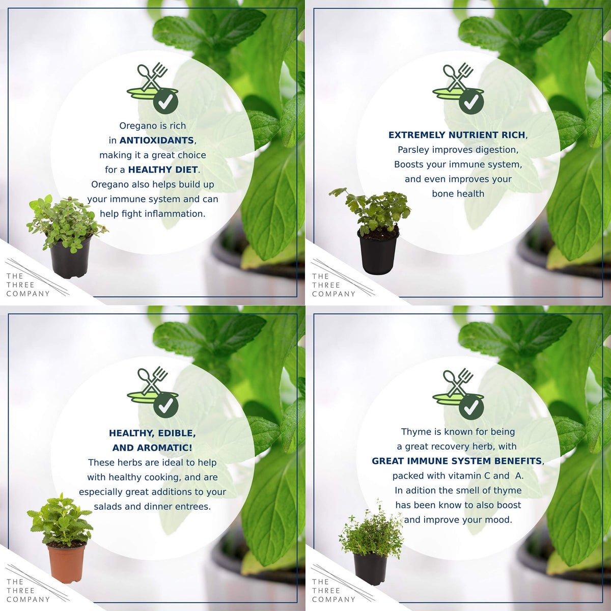 The Three Company lemon balm plant with fragrant citrus aroma