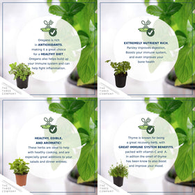 The Three Company lemon balm plant with fragrant citrus aroma