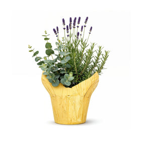 The Three Company live herb combo in deco cover with rosemary, lavender, eucalyptus aroma.