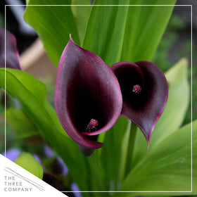 The Three Company live calla lily in a 1 Qt pot ready for containers.
