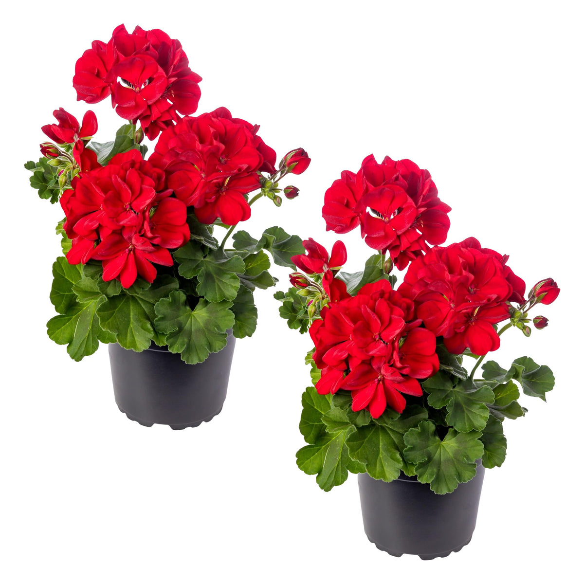 The Three Company red geraniums in full bloom for vibrant garden color.