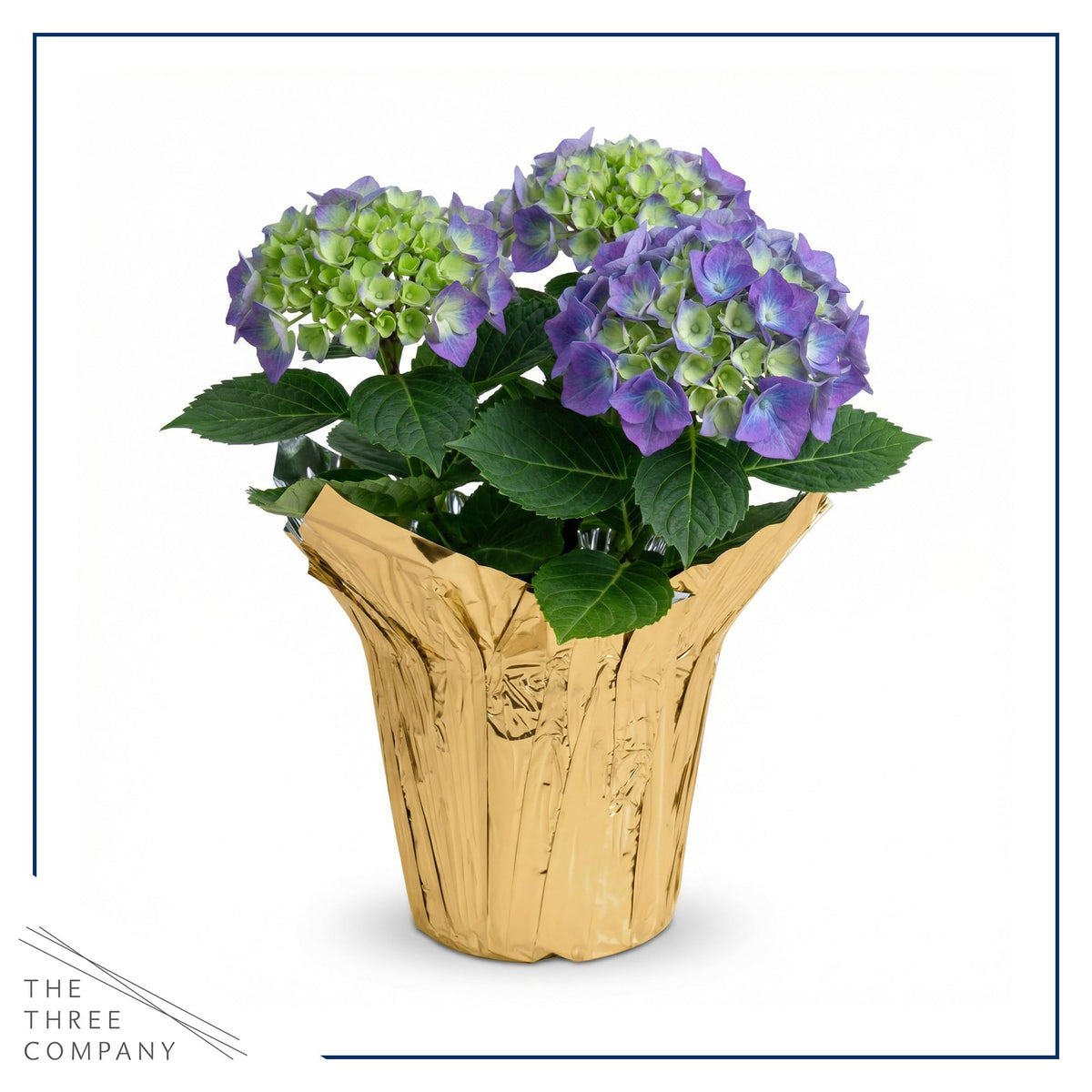 The Three Company hydrangea stands 12 inches tall for compact display.