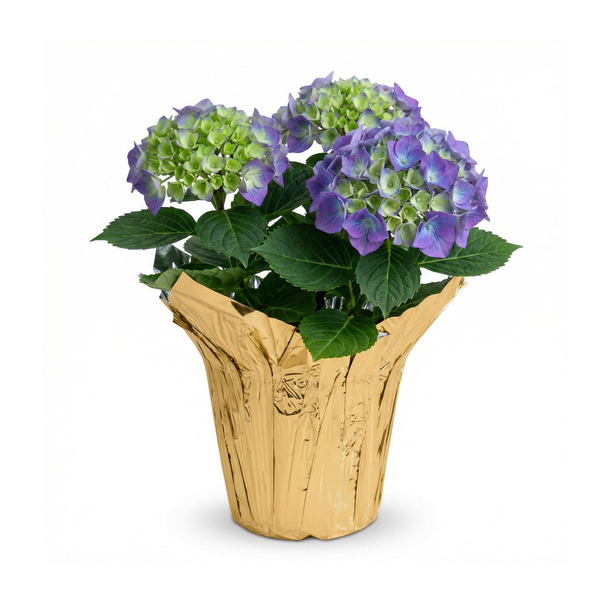The Three Company live flowering hydrangea with blue blooms for spring color.