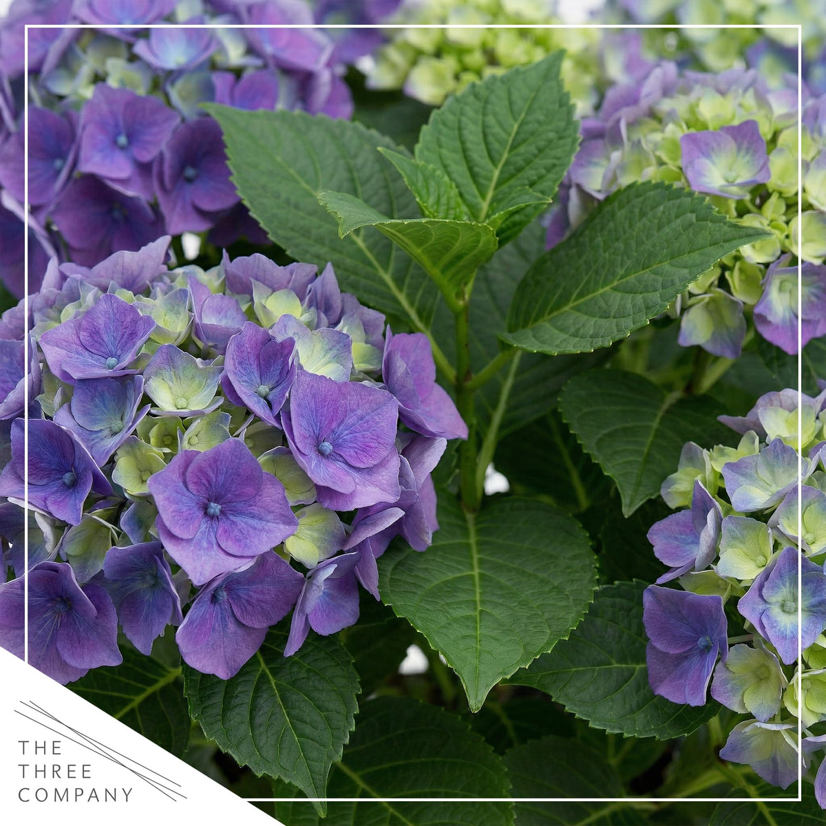 The Three Company hydrangea in a deco cover pot adds decorative curb appeal.