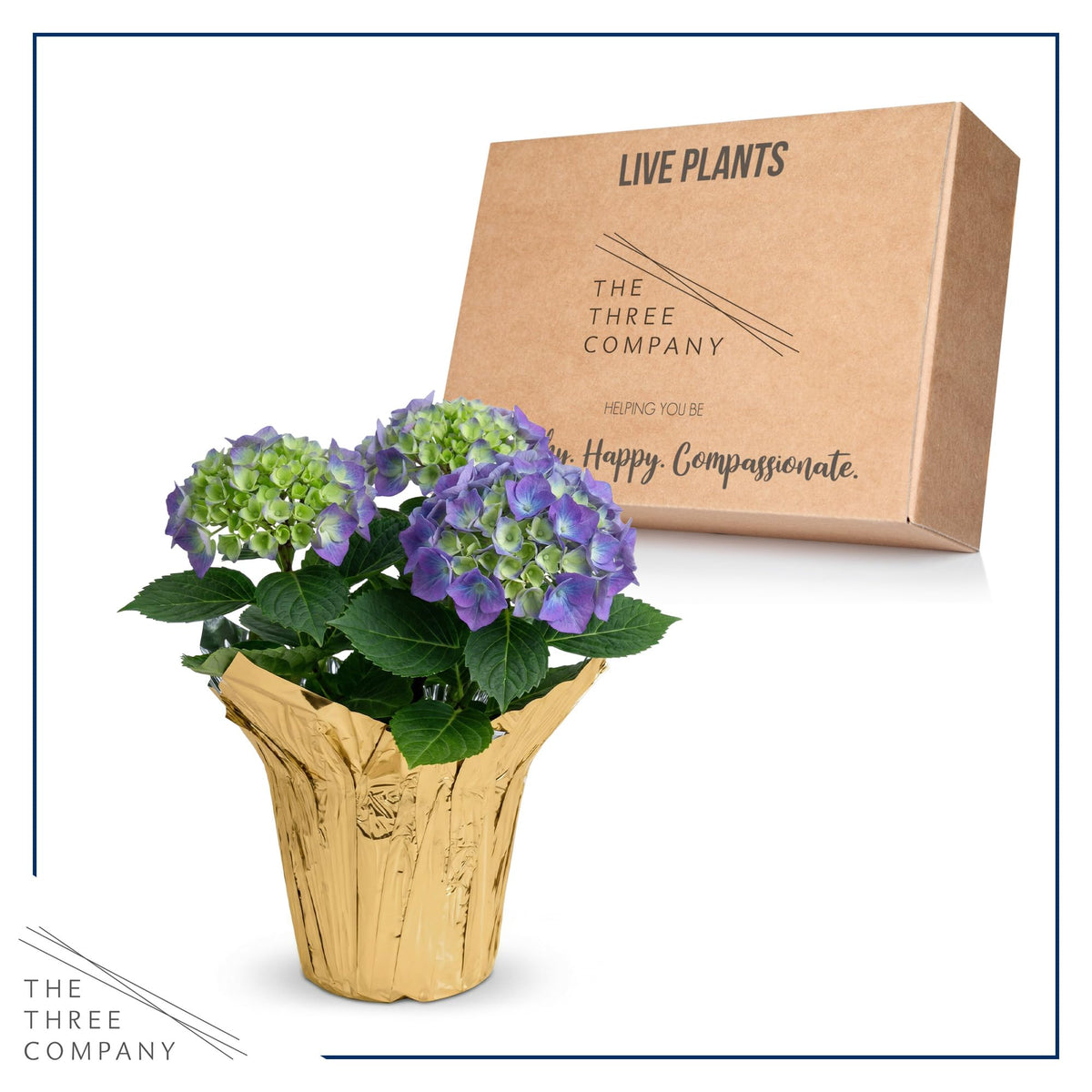 The Three Company blooms demonstrate color shifts with soil pH.