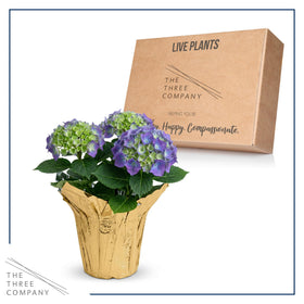 The Three Company blooms demonstrate color shifts with soil pH.