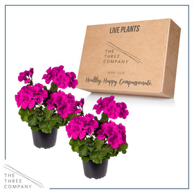The Three Company live flowering geraniums offer height and color for garden accents.