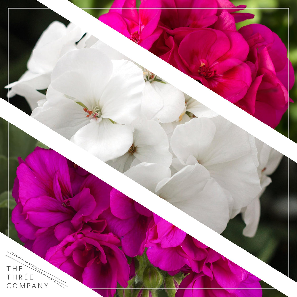 The Three Company zonal geraniums in 1 qt pot with vibrant blooms for containers.