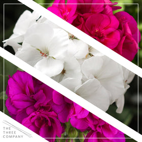 The Three Company zonal geraniums in 1 qt pot with vibrant blooms for containers.