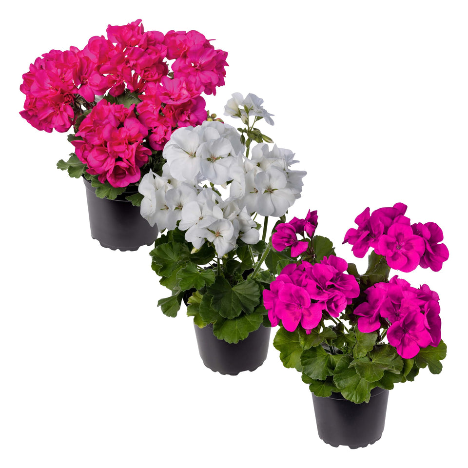 The Three Company live flowering zonal geraniums, front view, add bold spring color to your garden.