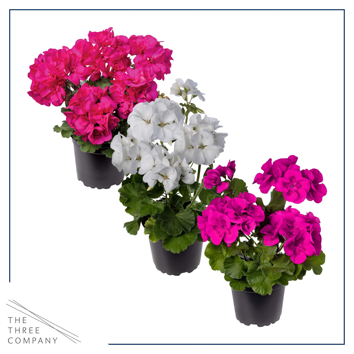 The Three Company geraniums in a 1 qt pot with lush green leaves close up.