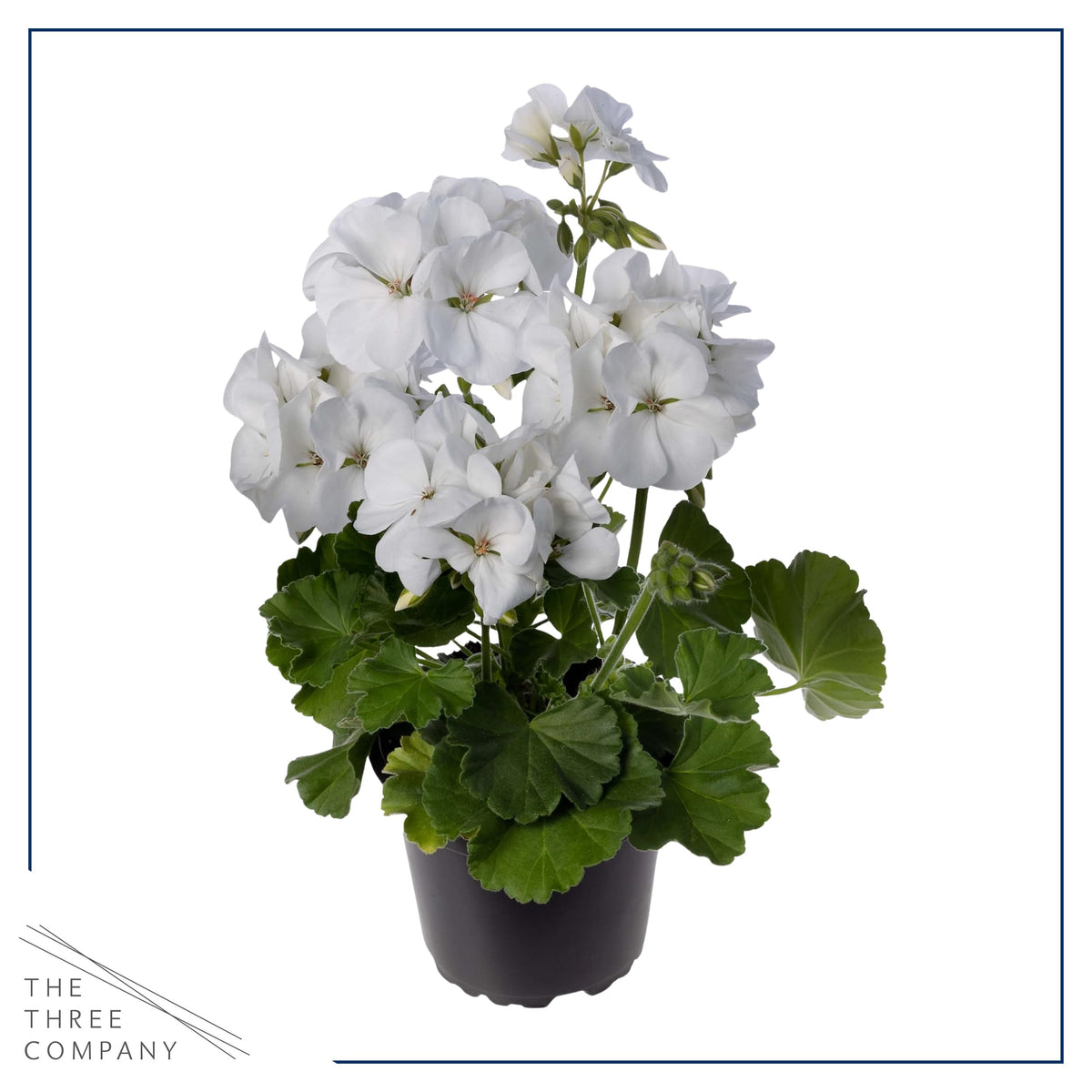 The Three Company spring color variety, vibrant blooms brighten patios.