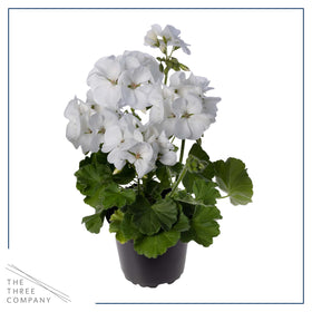 The Three Company spring color variety, vibrant blooms brighten patios.