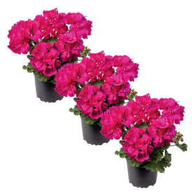 The Three Company pink zonal geraniums in a 1-qt-pot, delivering vibrant spring color.