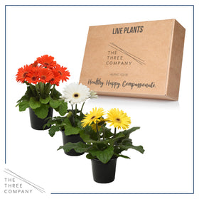 The Three Company live gerbera daisies ship fresh from the greenhouse for garden-ready blooms.