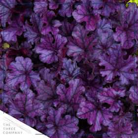 The Three Company Live Heuchera coral bells in mound form for elegant border design.