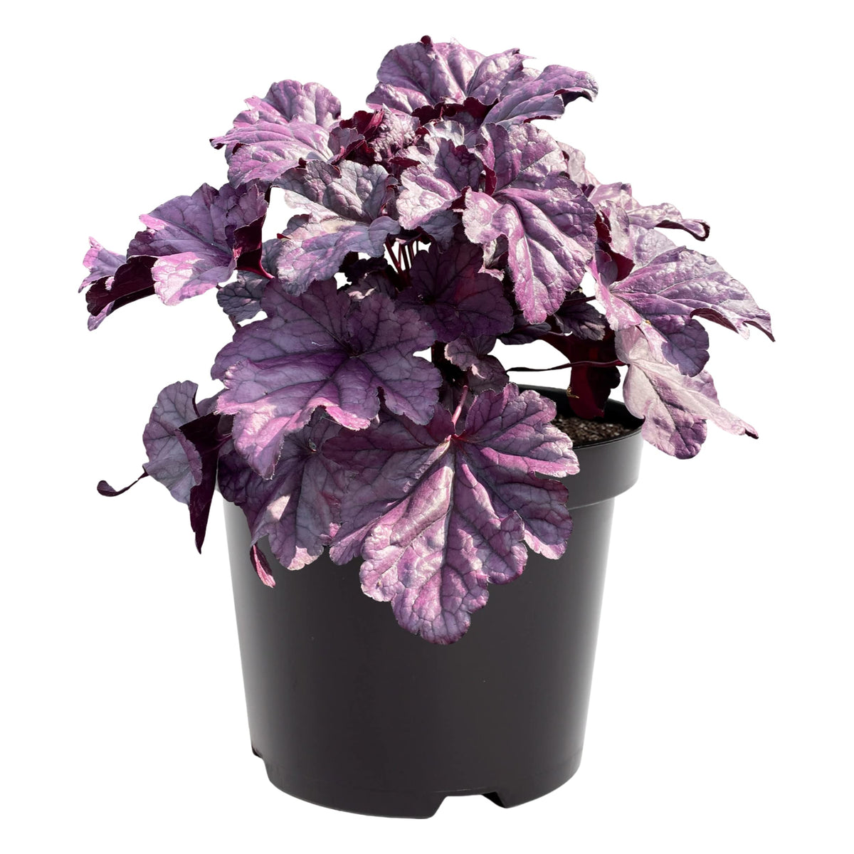 The Three Company Live Heuchera coral bells foliage in purple close-up, highlighting deep tones.