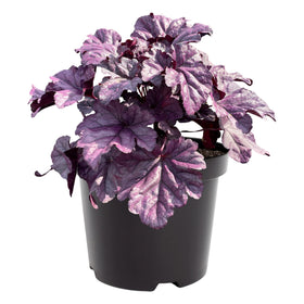 The Three Company Live Heuchera coral bells foliage in purple close-up, highlighting deep tones.