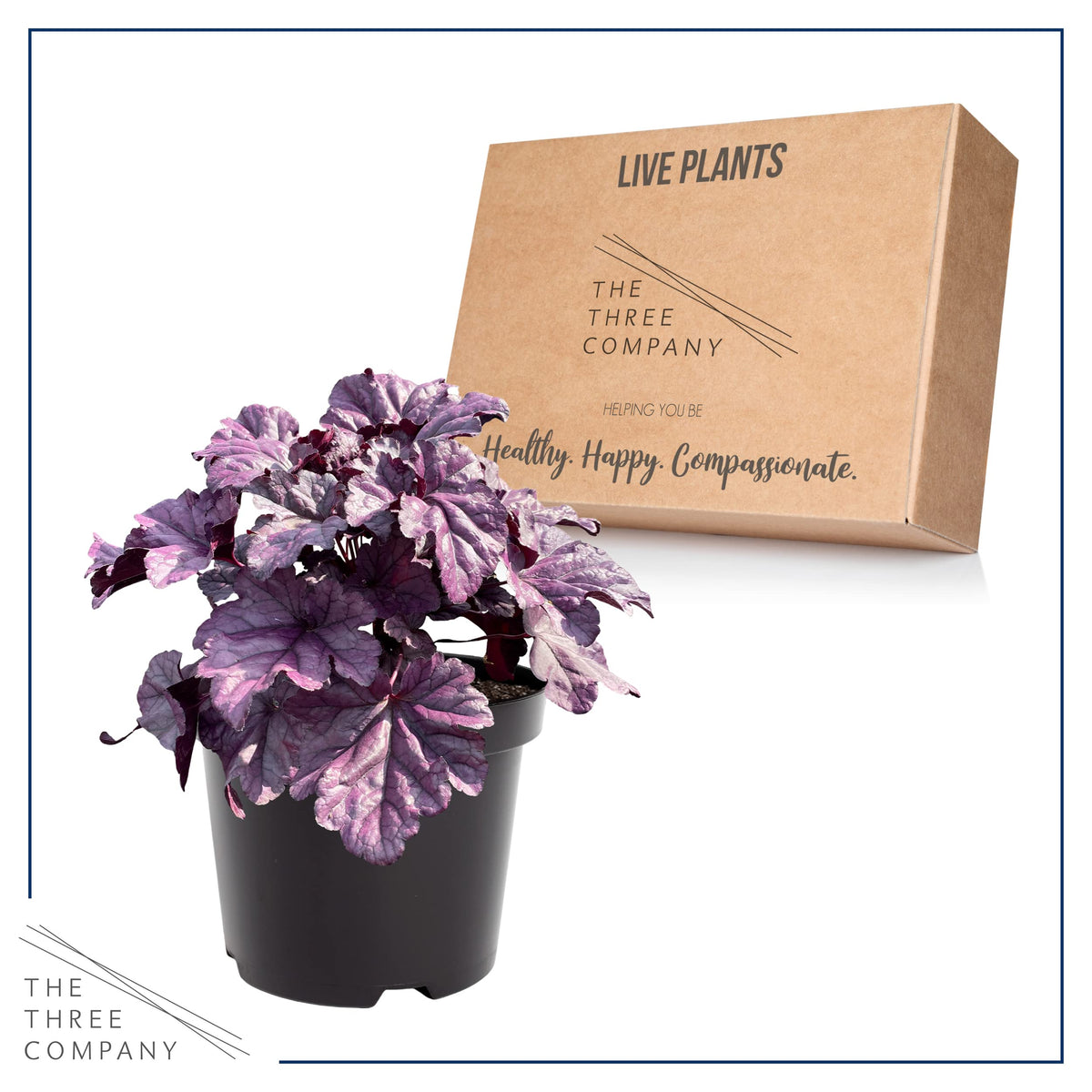 The Three Company Live Heuchera coral bells color adds drama to shade plantings.