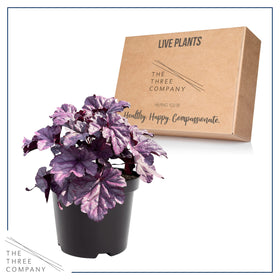 The Three Company Live Heuchera coral bells color adds drama to shade plantings.