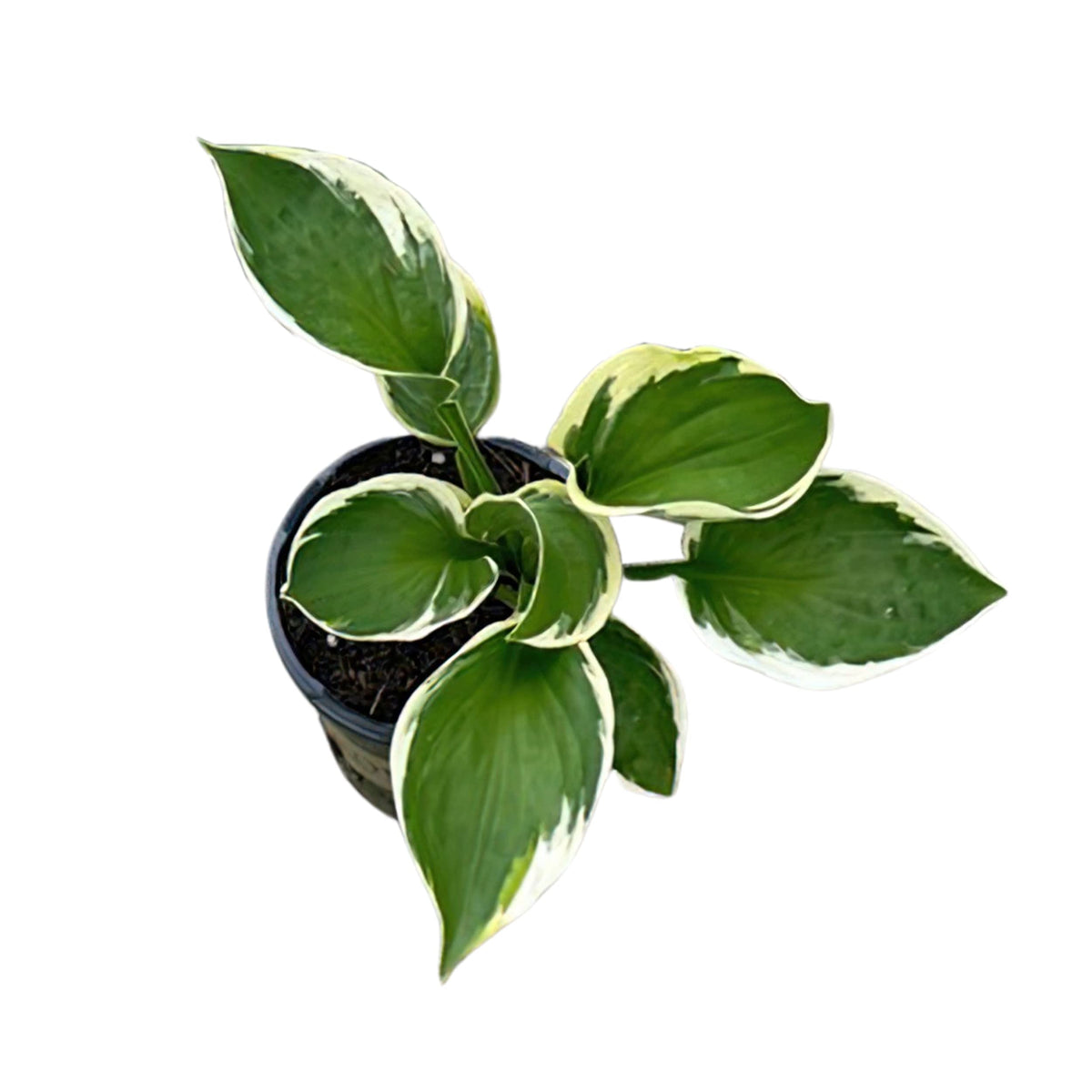 The Three Company live hosta plants ship fresh from our greenhouse.