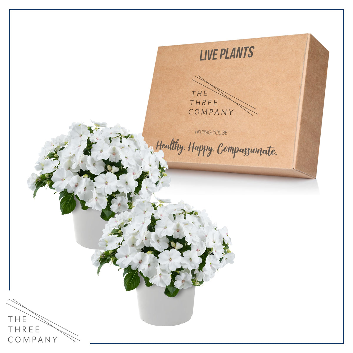 Arrival of The Three Company live Impatiens White pack, shipped fresh from greenhouse