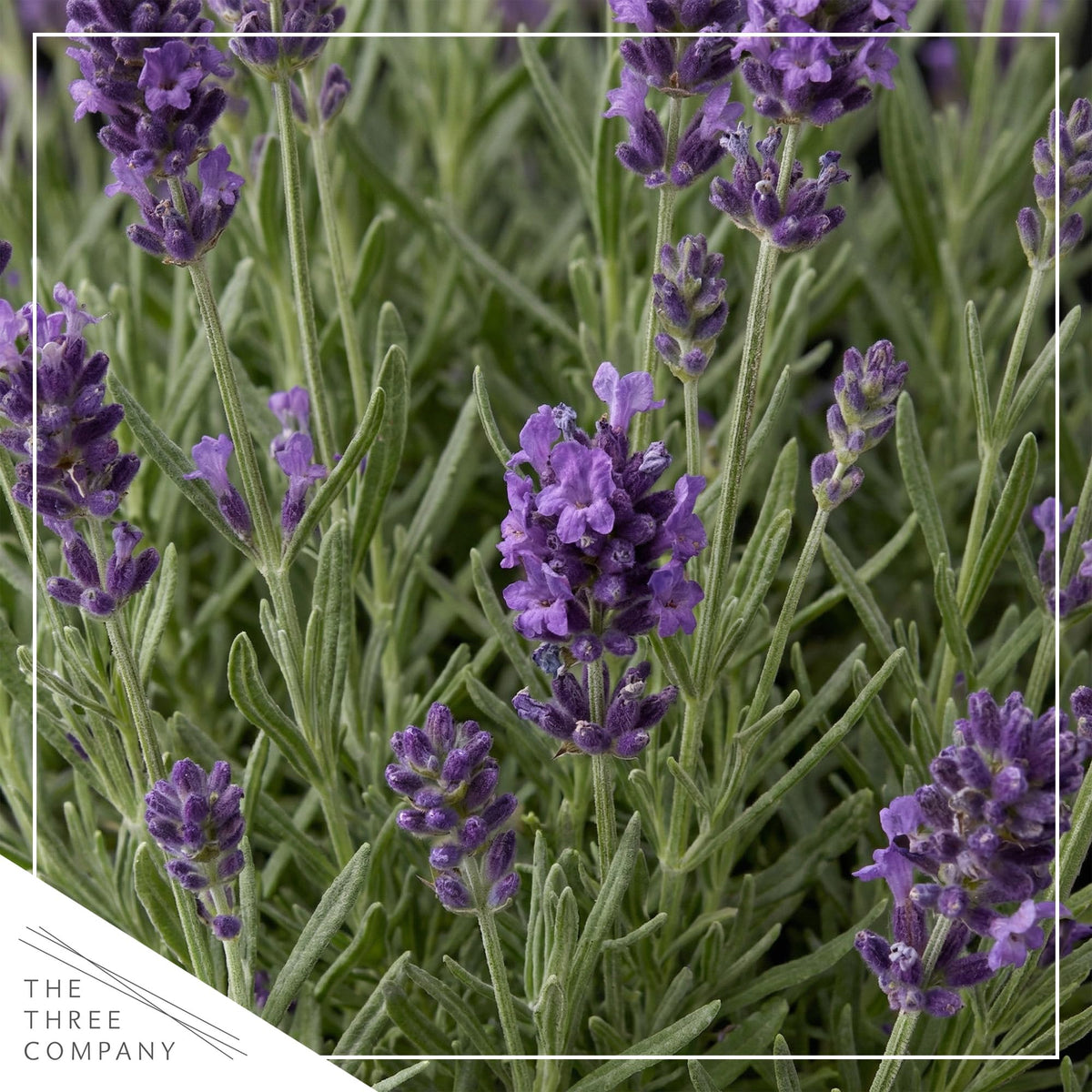 Live Lavender 2-Pack from The Three Company in a compact pot.