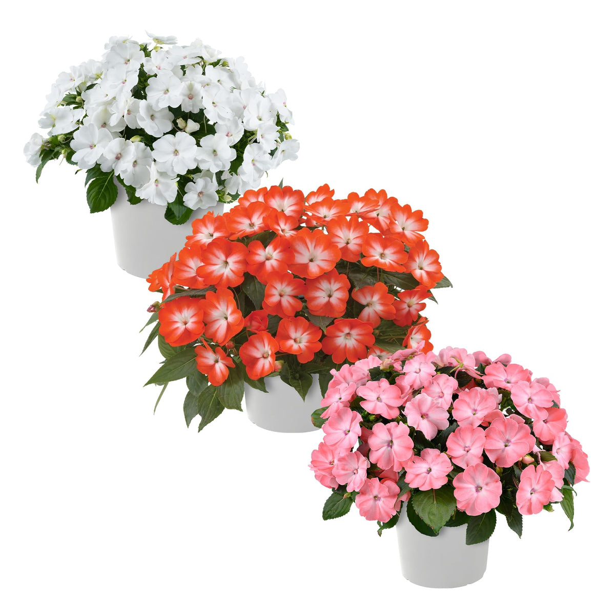 The Three Company live New Guinea Impatiens pack adds color to borders.