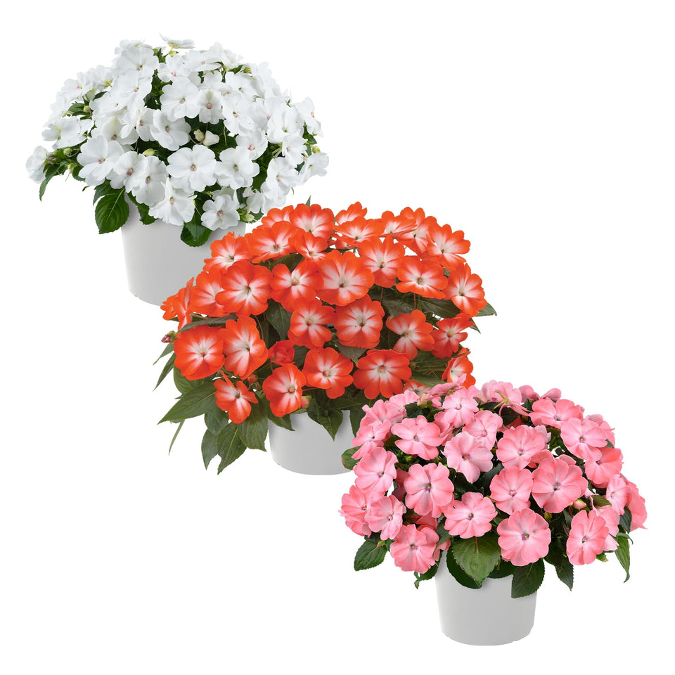 The Three Company live New Guinea Impatiens pack adds color to borders.