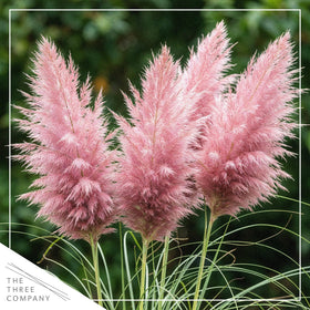 The Three Company live pampas grass in pot adds focal height