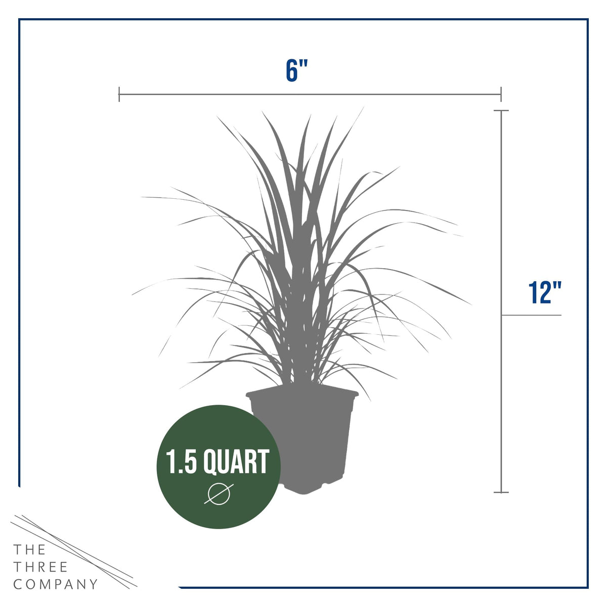 The Three Company pampas grass cream plumes close-up suitable for dried or fresh arrangements.