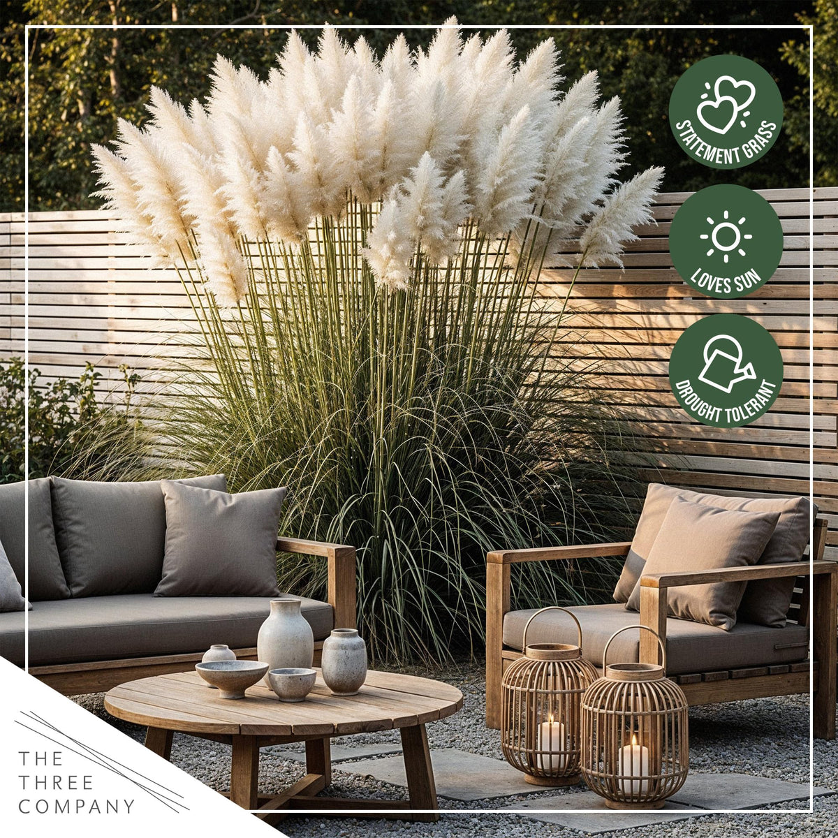 The Three Company pampas grass plumes endure for dried floral designs.
