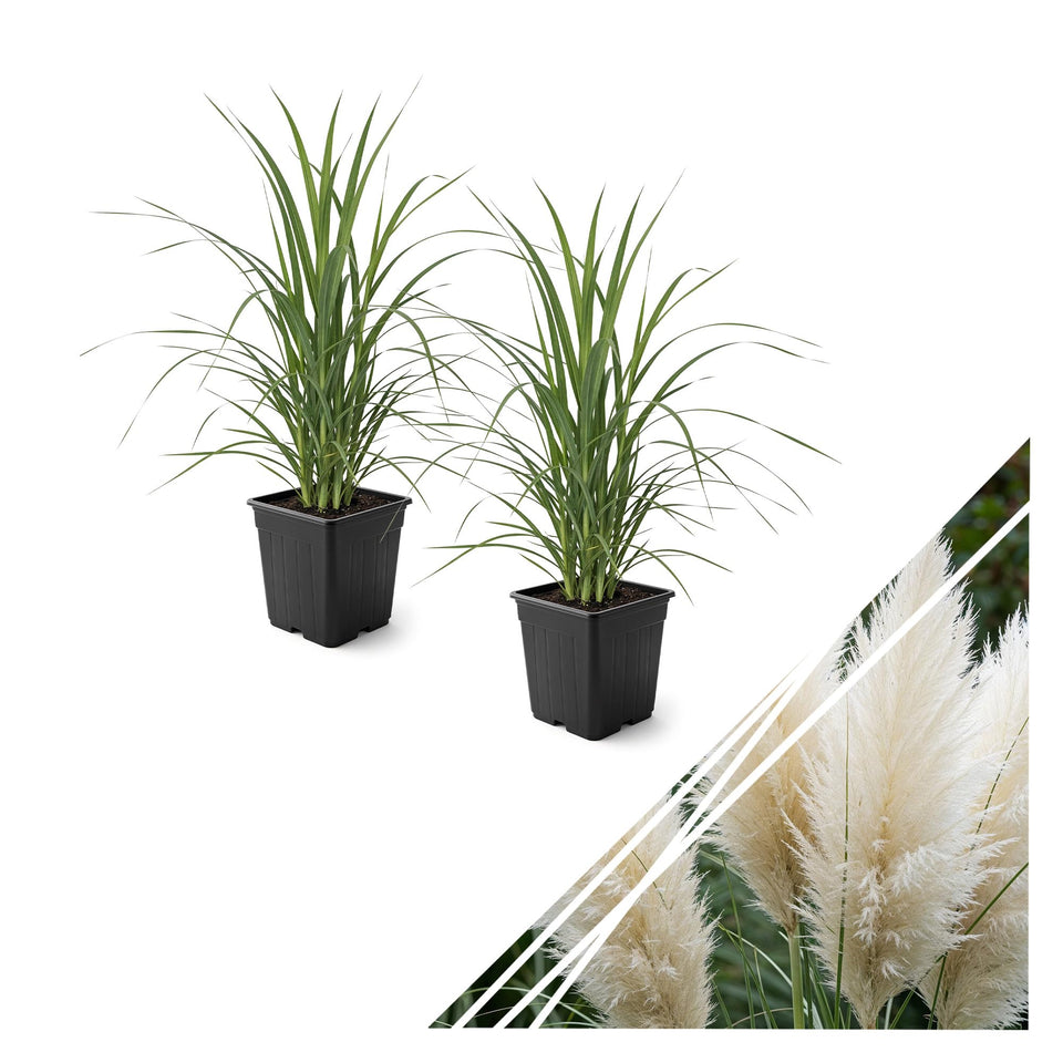 The Three Company pampas grass with feathery plumes adds graceful movement to gardens.