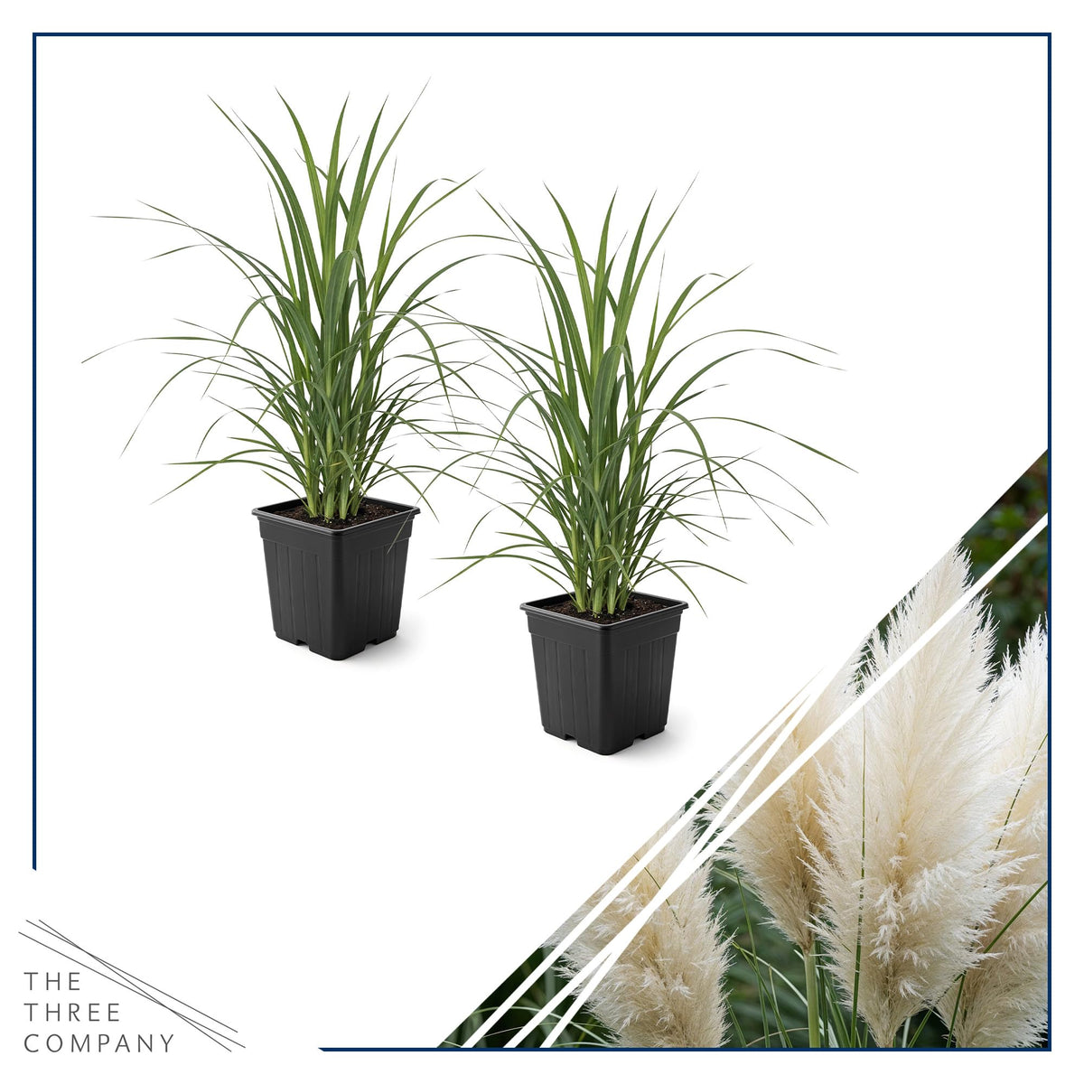 The Three Company pampas grass green foliage creates a natural privacy edge.