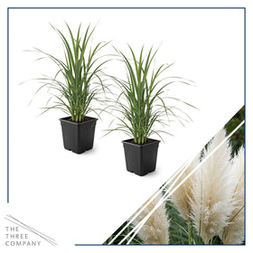 The Three Company pampas grass green foliage creates a natural privacy edge.