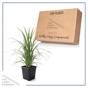 The Three Company pampas grass pink plume border plant for privacy screening.