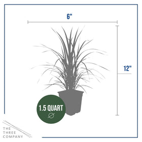 The Three Company pampas grass pink plume container plant ready for balcony or patio.