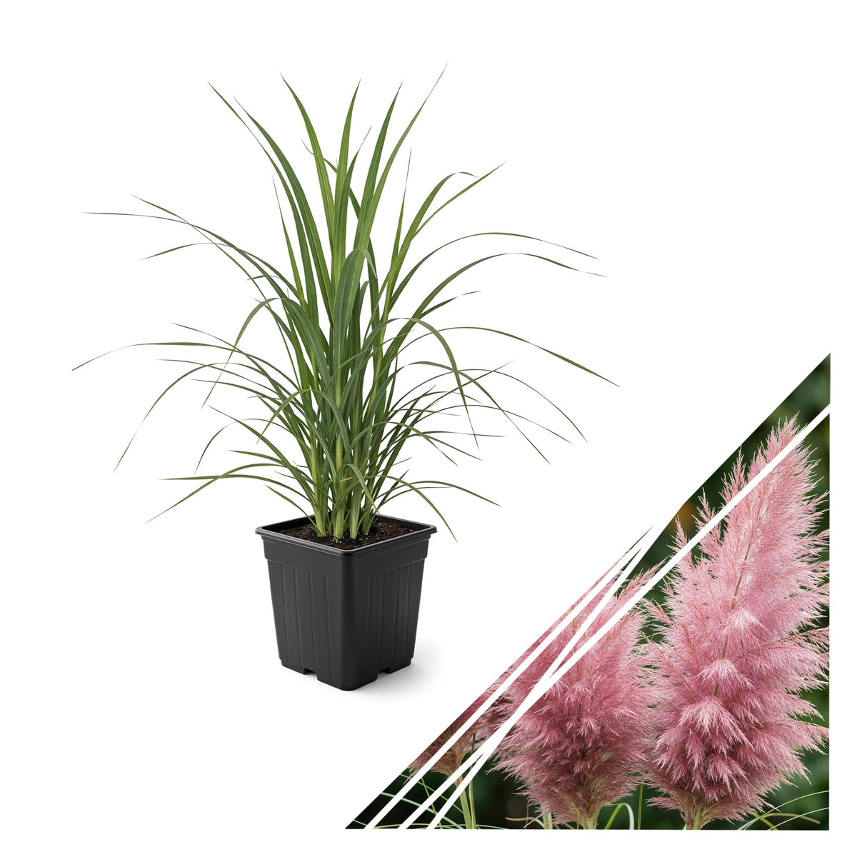 The Three Company pampas grass pink plume adds dramatic height to garden borders.