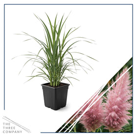 The Three Company live pampas grass pink plume backdrop creates dramatic garden focal point.