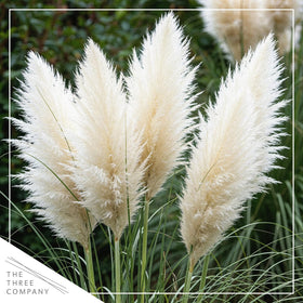 The Three Company pampas grass shows tall height for a striking focal point.
