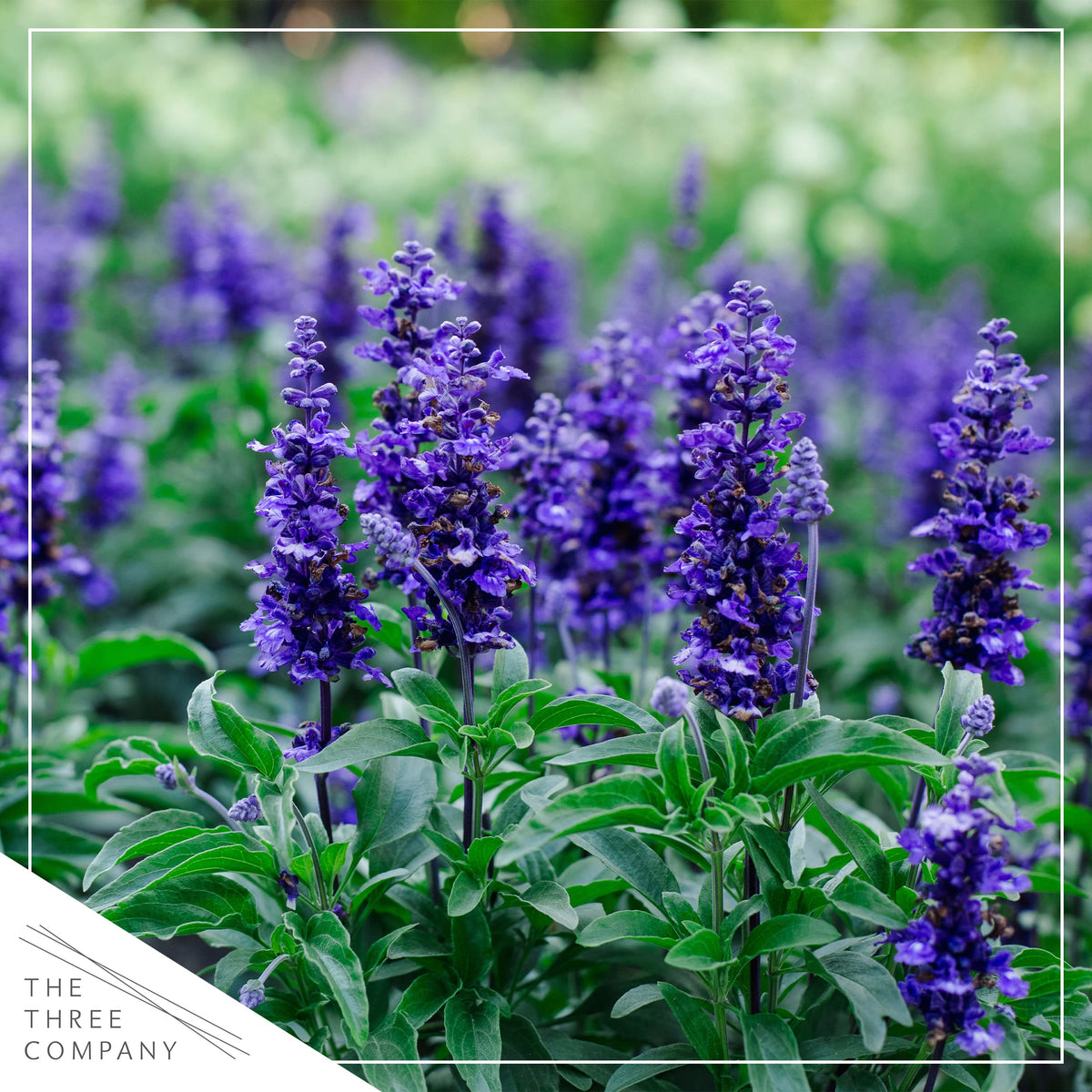 The Three Company Live Salvia Blue bloom stem upright ready for garden borders